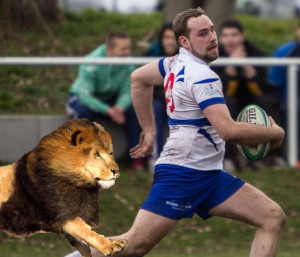 Löwen laufen für die Löwen